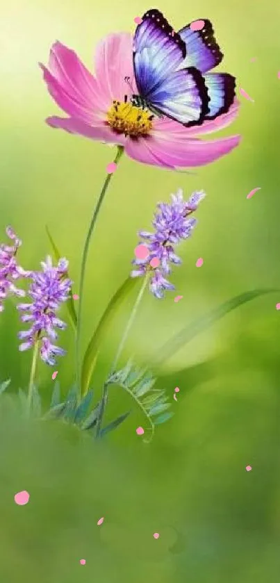 Beautiful butterfly on pink flower with green background.