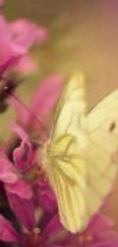 Yellow butterfly perched on pink flowers with a soft background.