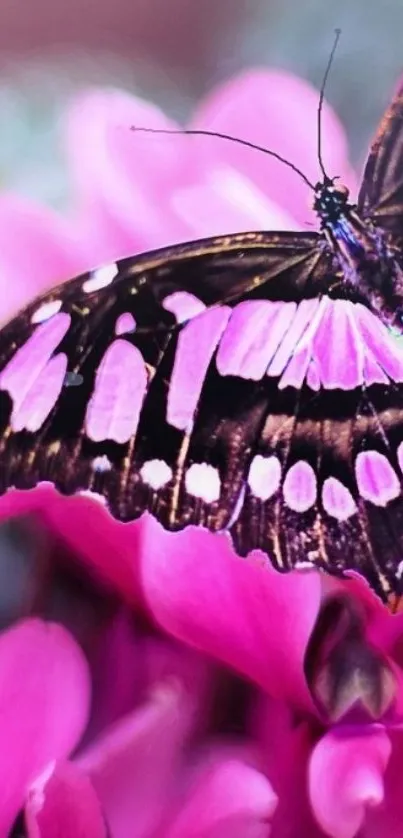 Butterfly resting on vibrant pink blooms.