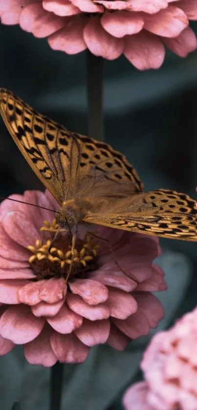 Butterfly resting on vibrant pink flowers.