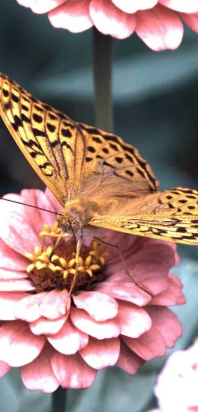 Butterfly on pink flowers, mobile wallpaper.