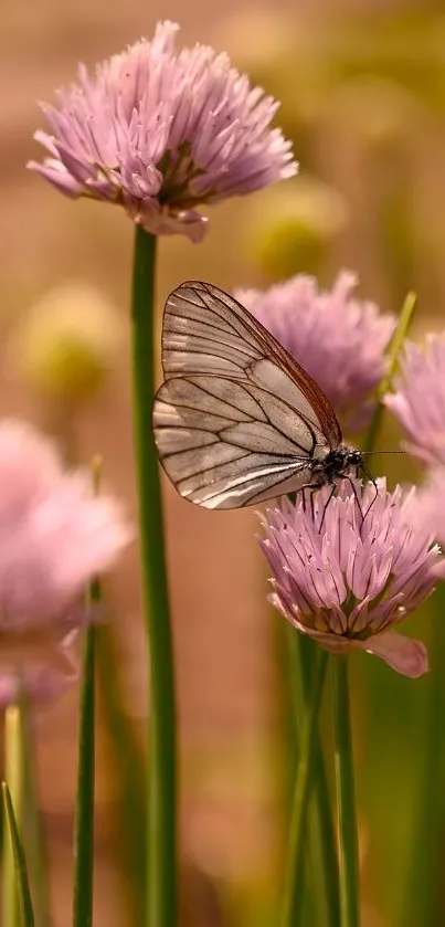 Butterfly resting on pink chive flowers, creating a serene nature scene.