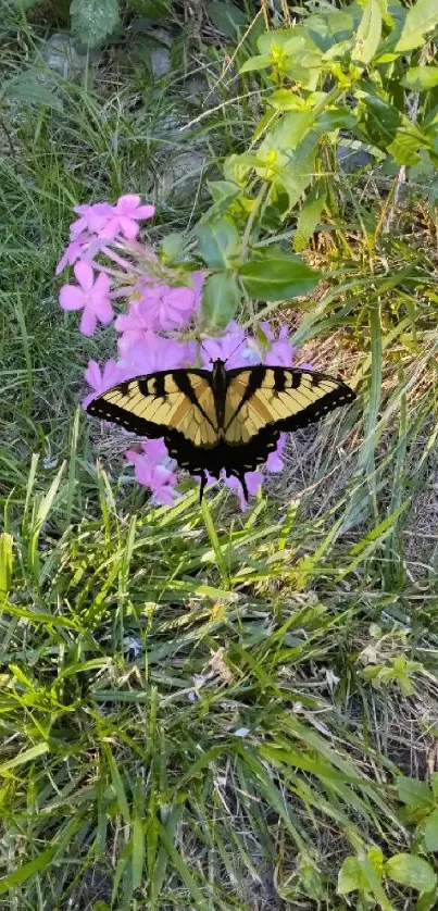 Butterfly perched on pink wildflowers amidst lush green grass.