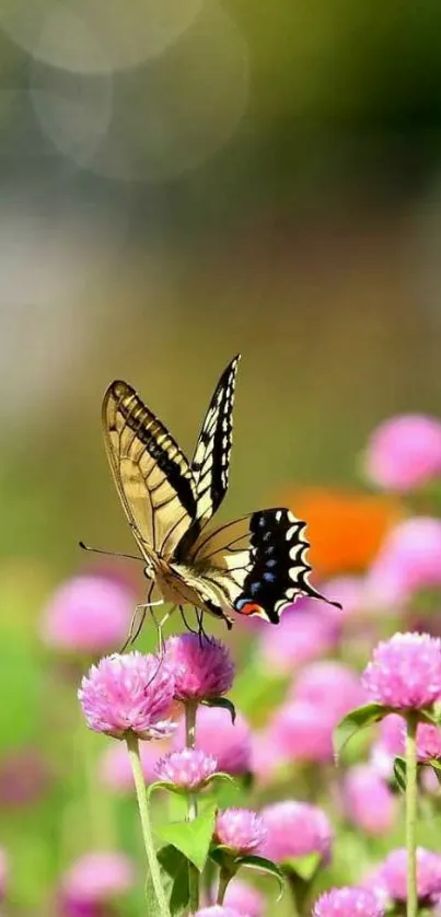 Butterfly on pink flowers wallpaper, nature's elegance captured.