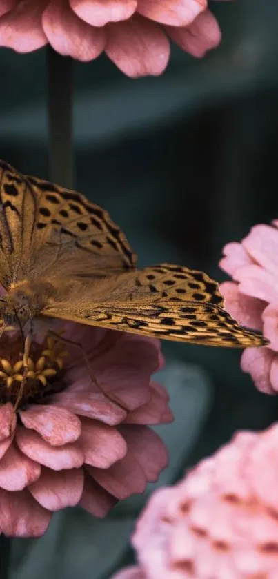 Close-up of a butterfly on pink flowers, nature wallpaper.