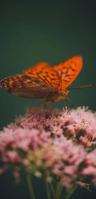 A vibrant butterfly sits on pink flowers against a dark green background.