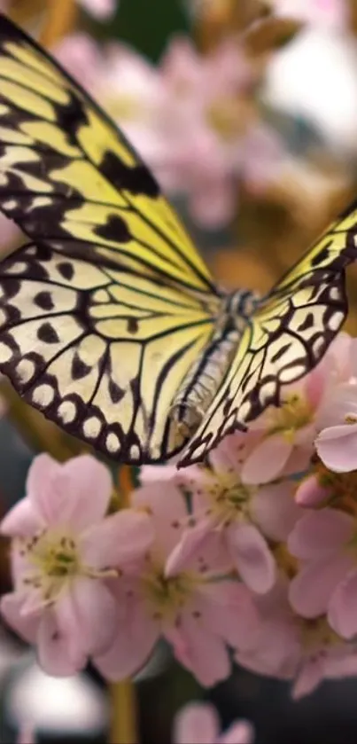 Yellow butterfly on pink flowers in nature wallpaper.