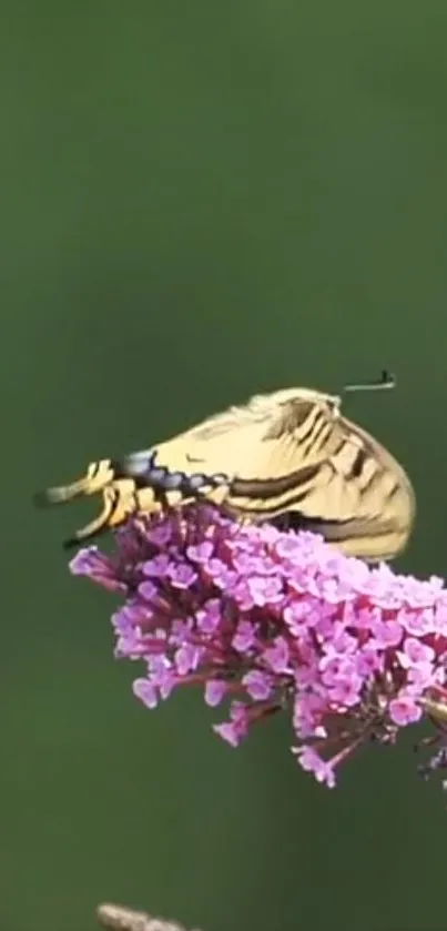 Butterfly perched on vibrant pink flowers with a green background.