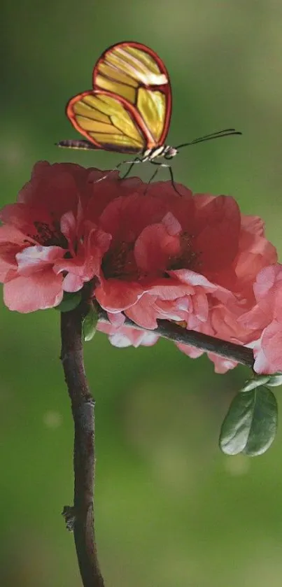 Colorful butterfly resting on pink flowers with green background.