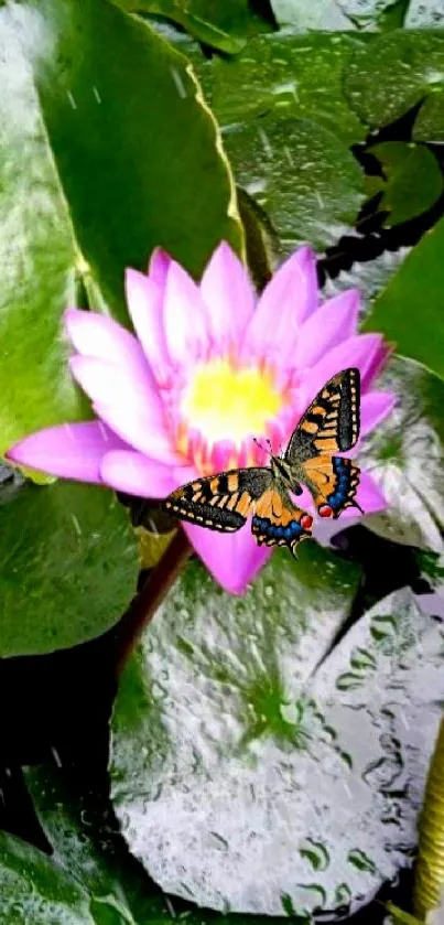 Butterfly rests on a pink lotus flower with green leaves.