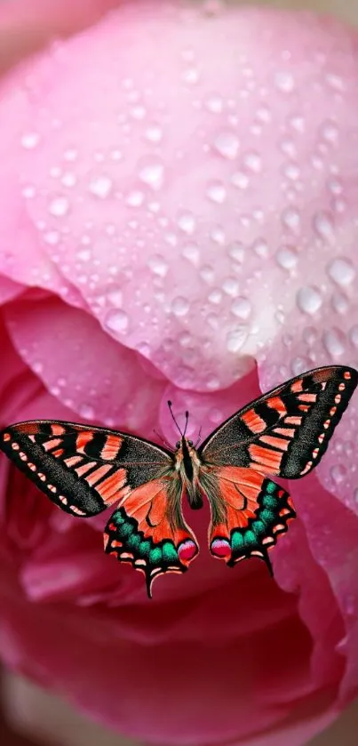 Vibrant butterfly resting on a dewy pink rose petal.