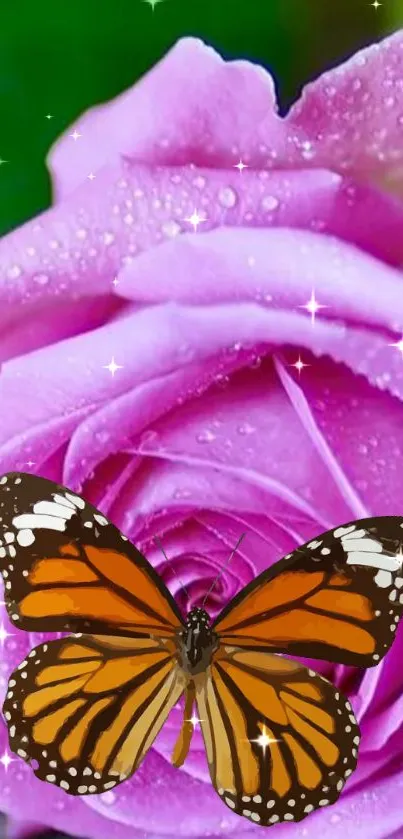 Orange butterfly on a pink rose with sparkling dew.