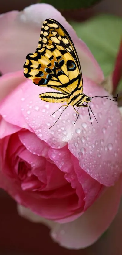 A butterfly rests on a pink rose with dew drops in a serene nature scene.