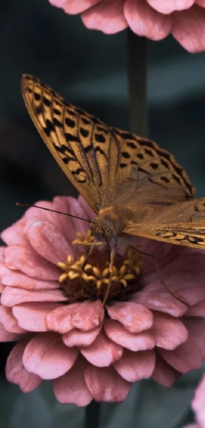 A butterfly rests on a pink zinnia flower, highlighting its intricate wing patterns.