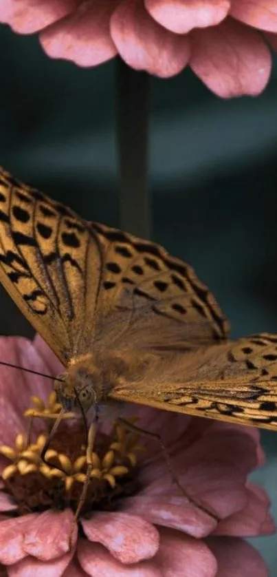 Brown butterfly on pink zinnia flowers wallpaper.