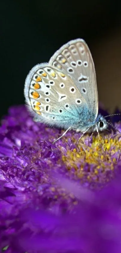 Butterfly resting on a vibrant purple flower, showcasing its delicate wing patterns.