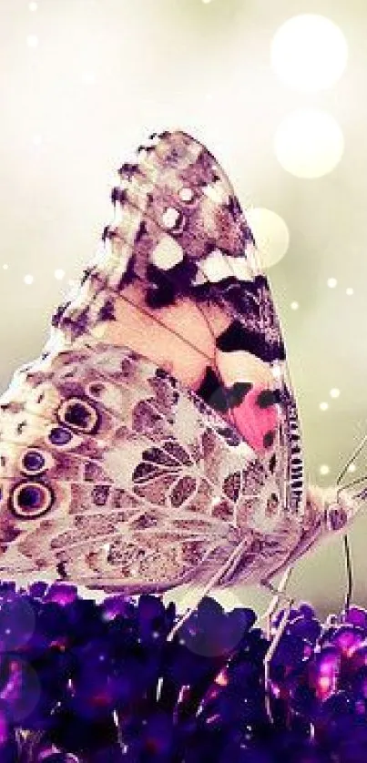 Butterfly resting on purple flowers with a soft, blurred background.