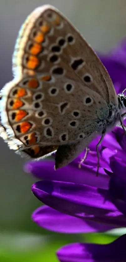 Close-up of a butterfly on a vibrant purple flower background.