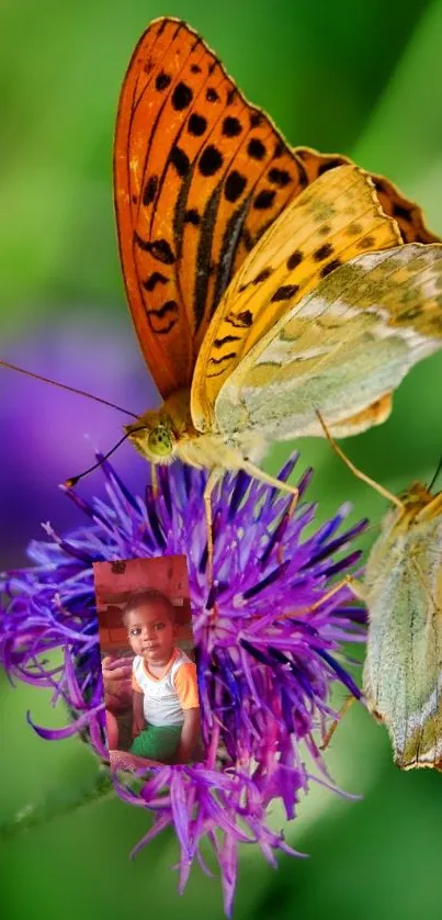 Vibrant butterfly resting on a purple flower.