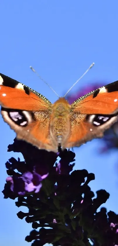 Vibrant butterfly atop purple flower with blue sky background.