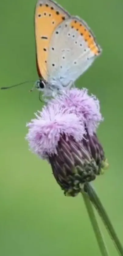 Butterfly perched on a purple flower with a green background.