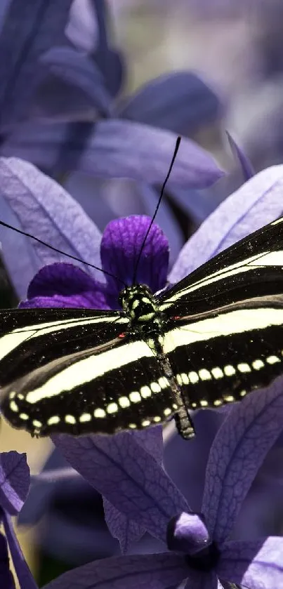 Zebra-striped butterfly on vivid purple flowers.