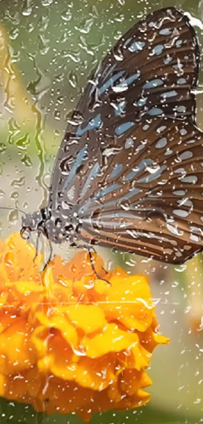 Butterfly on a yellow flower with raindrops on glass.