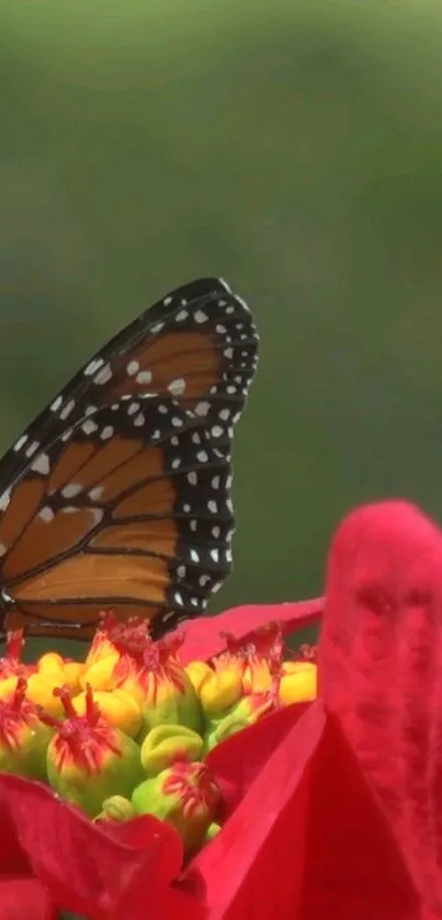 A beautiful butterfly resting on a vibrant red flower.