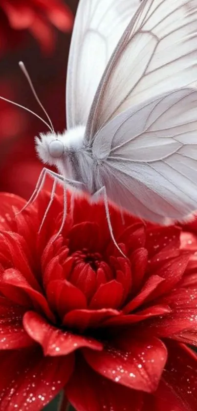 White butterfly perched on a bright red flower close-up.