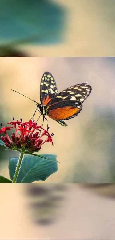 Butterfly sitting on a red flower in nature.