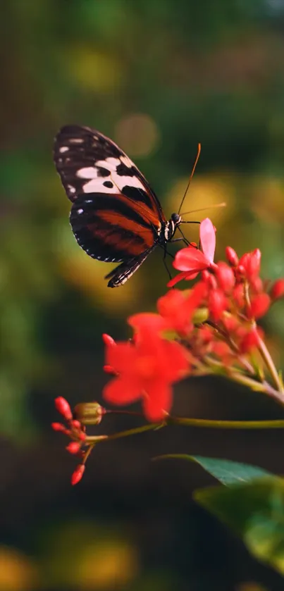 Butterfly perched on bright red flowers with a soft green background.