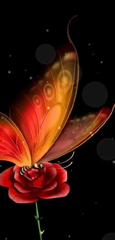 Elegant butterfly on red rose with black background.