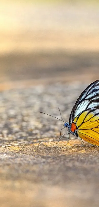 Colorful butterfly resting on a sunlit road background.