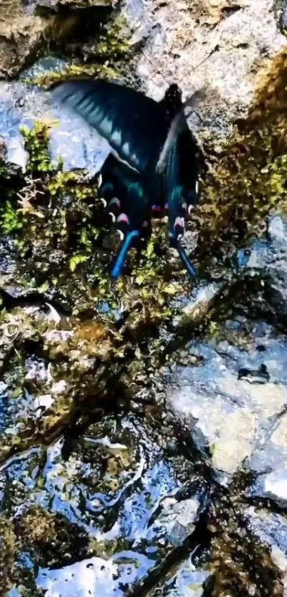 Blue butterfly on mossy rock background.