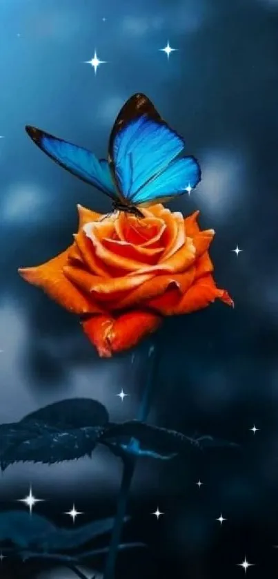 Blue butterfly on an orange rose with a starry night sky background.