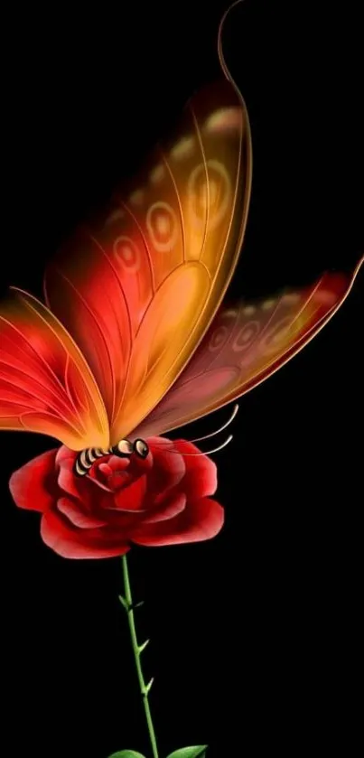 Butterfly on a red rose with black background.