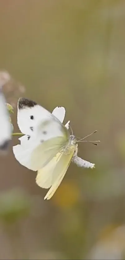 Butterfly resting on soft focus blurred background, perfect for mobile wallpaper.