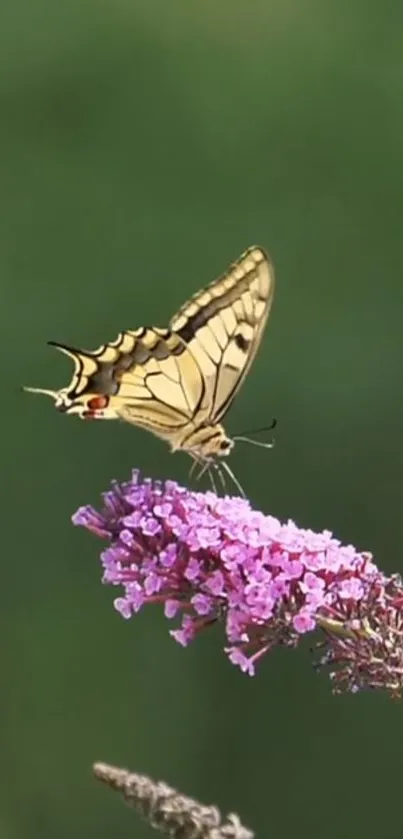 A butterfly perched on a lilac blossom against a green backdrop.