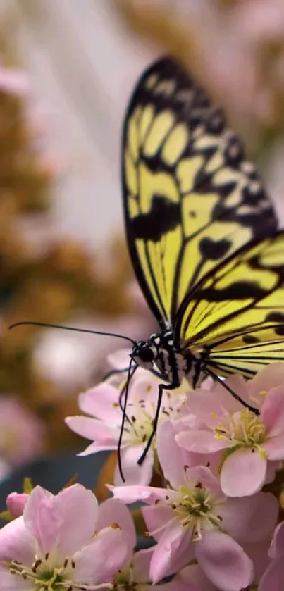 Butterfly rests on pink blossoms with blurred background.