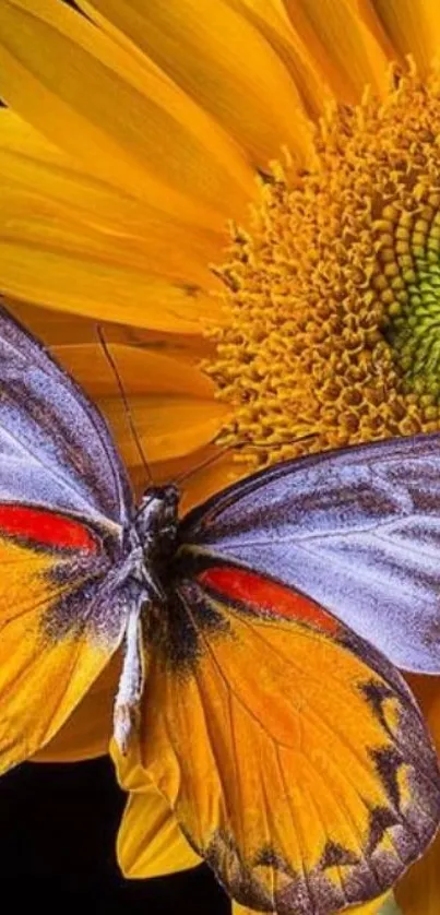 Colorful butterfly on a vivid sunflower.