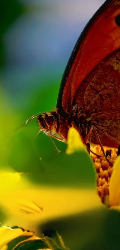 Closeup of butterfly perched on a sunflower with sunlight.