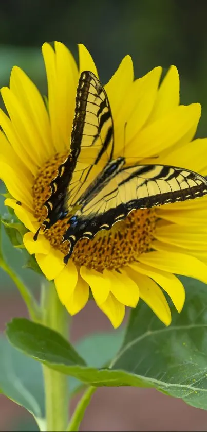 Yellow butterfly resting on a vibrant sunflower.