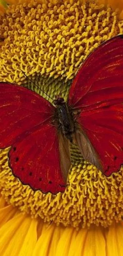 Red butterfly on a bright yellow sunflower wallpaper.