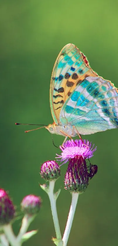 A colorful butterfly perched on a purple thistle against a green background.