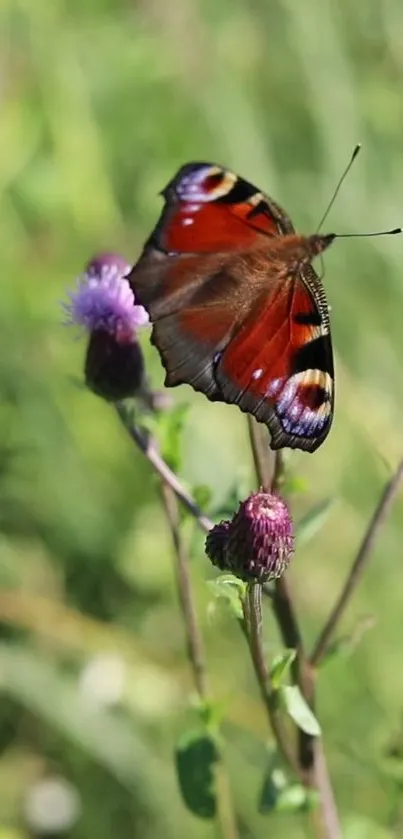 Butterfly perched on a purple thistle flower in a green field.