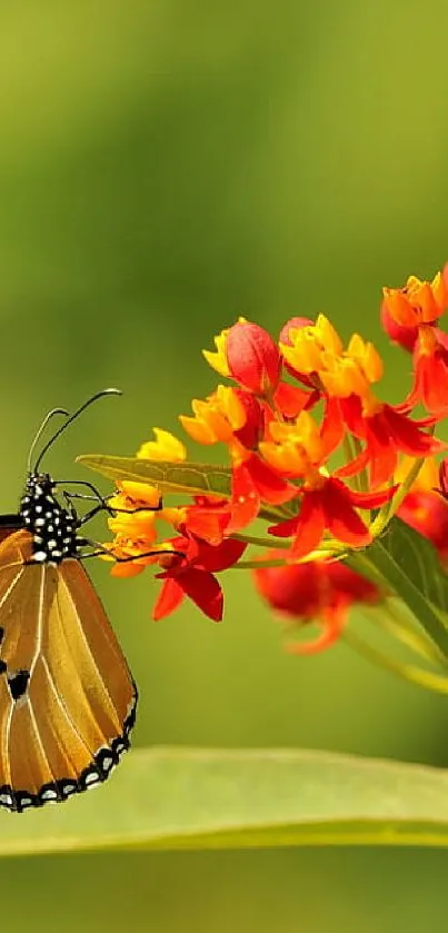 Butterfly resting on vibrant red and yellow flowers with green background.