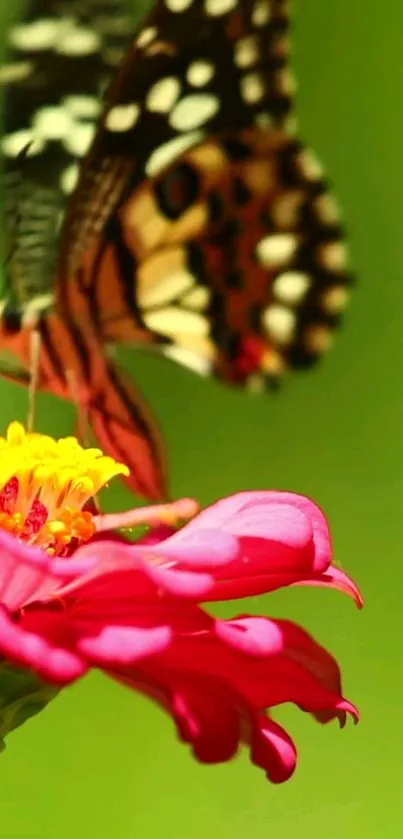 Butterfly on a pink flower with green background.