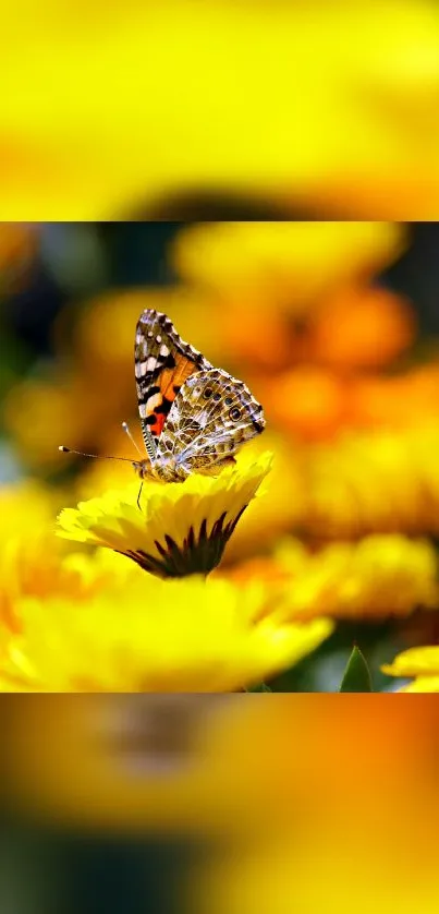 Butterfly sitting on vibrant yellow flower petals.