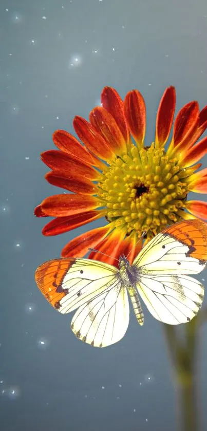 Butterfly on a red-orange flower with a serene background.