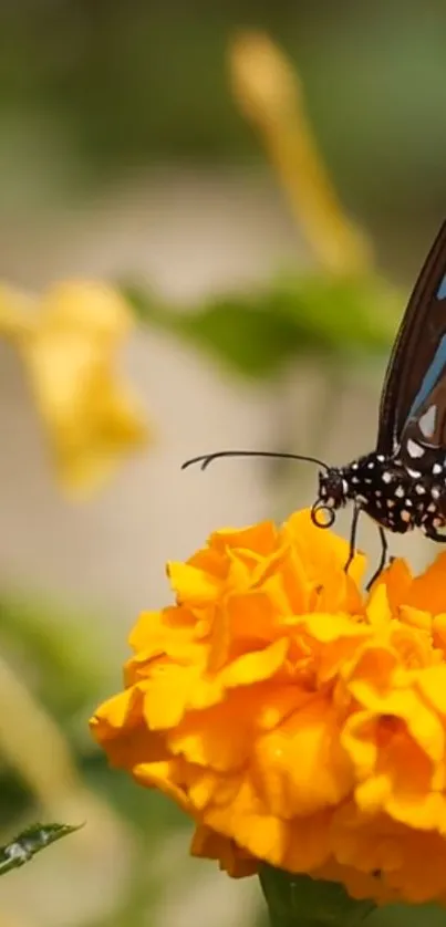 Colorful butterfly resting on orange marigold flower in a garden.